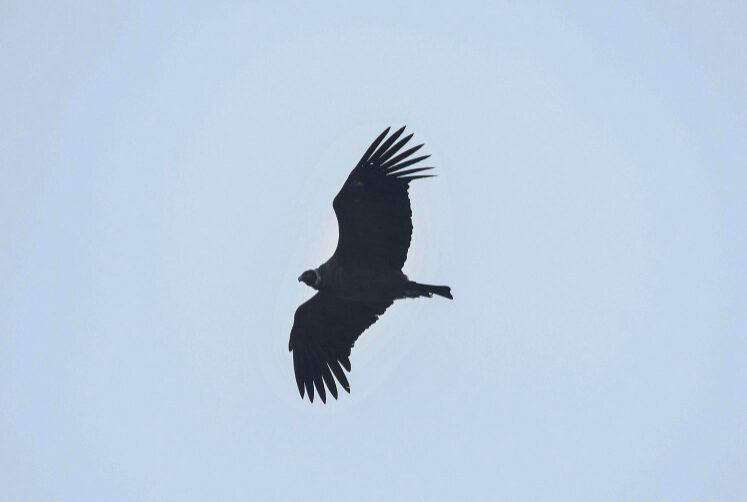 Condor andino ave nacional de Colombia